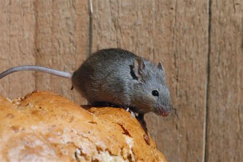 Souris Chez Vous Ces Solutions Naturelles Vont Les Faire Fuir