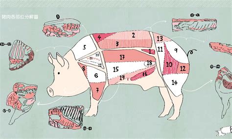 讓您一次完整認識豬肉的各個部位和特徵，以及料理方法。
