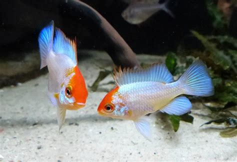 Just Seen This Awesome New Ram Morph Available Electric Blue Orange