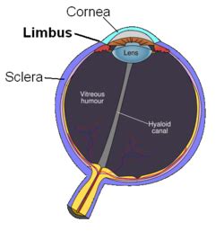 Corneal limbus - Wikipedia