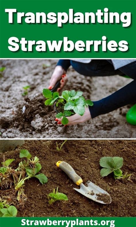 Transplanting Strawberries The Complete Guide Updated Berry