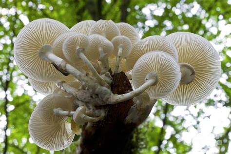 Porcelain Mushroom Oudemansiella Mucida Photograph By Dr Keith