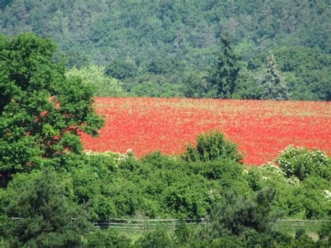 Welcome to Wild Poppy Travel! - Wild Poppy Travel