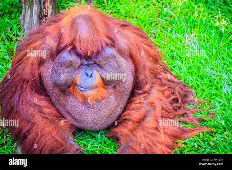 Close Up To Face Of Dominant Male Bornean Orangutan Pongo Pygmaeus