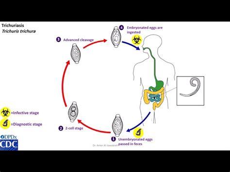 Trichuris Life Cycle