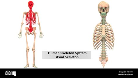 Esqueleto Apendicular Fotograf As E Im Genes De Alta Resoluci N Alamy