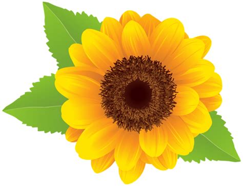 Download High Quality Sunflower Clipart Mason Jar Transparent Png