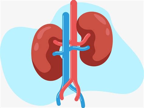 Nephrocare Aspectos básicos sobre los riñones