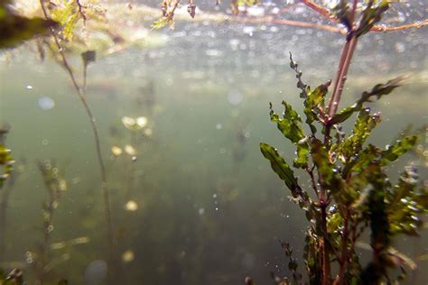 Best Oxygenating Plants For Your Pond