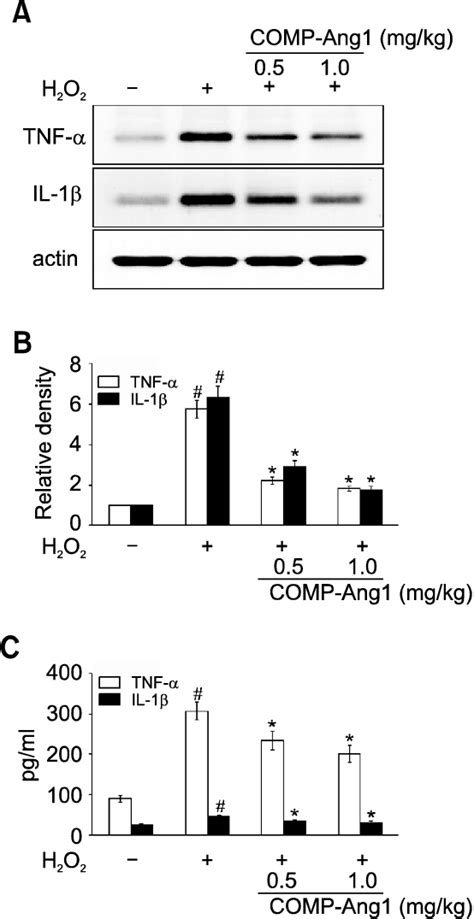 Effect Of Comp Ang1 On Expression Of Tnf α And Il 1β Protein In Bal