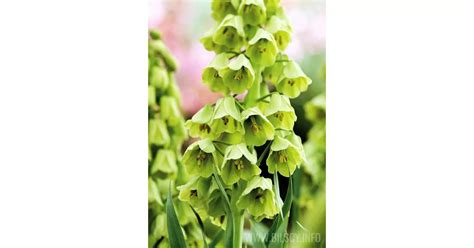 Szachownica Perska Ivory Bells Fritillaria Persica Bilscy Info