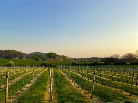 6 Best Wineries Near Middleburg, VA - Virginia Vacation Guide