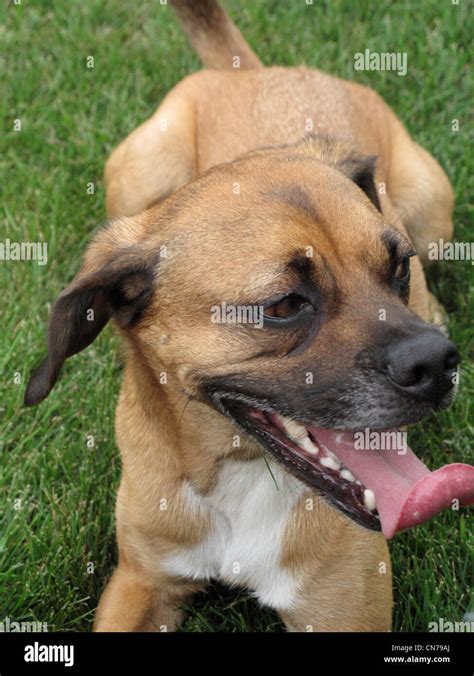 Happy dog smiling Stock Photo - Alamy