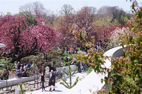 Cherry Blossom Festival, Brooklyn, NY Photo by Julie Farin Botanical ...