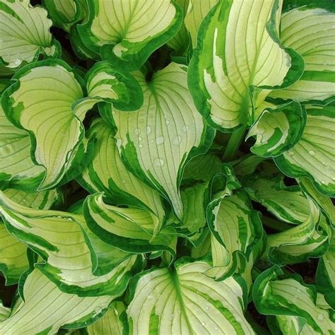 Funkia Hosta Albopicta 1szt ERLI Pl