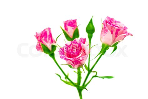 little pink rose | Stock image | Colourbox