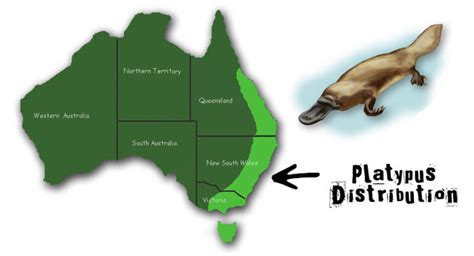 Platypus Sea Life