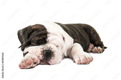 Bulldog Puppies Sleeping