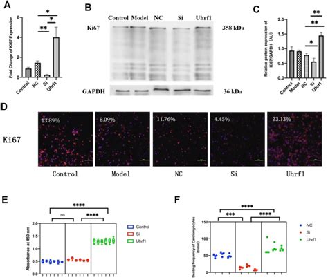 The Effect Of Uhrf1 On Cell Cycle And Viability In Myocardial