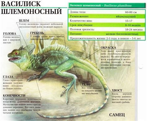 Василиск шлемоносный – ящерица, которая умеет бегать по воде. Сайт про ...