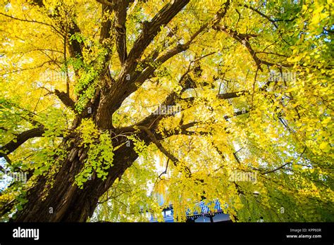 The Fall Season Of Nishi Honganji Temple In Kyoto Stock Photo Alamy