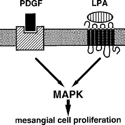 Model Of The Proliferation Of Mesangial Cells Through Activation Of Download Scientific Diagram