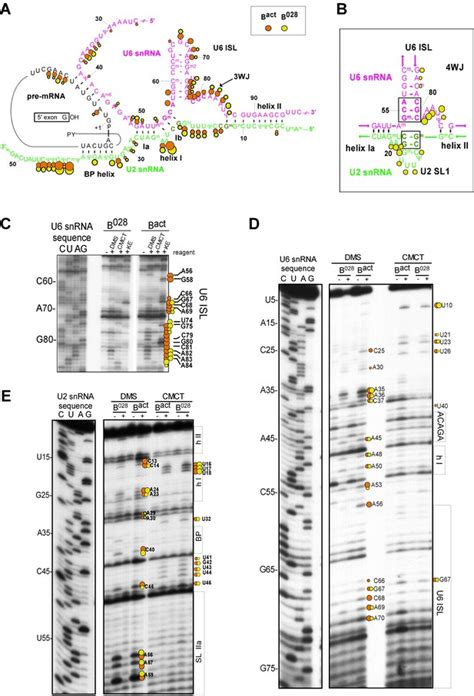 Figures And Data In Identification Of A Small Molecule Inhibitor That