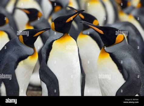 King Penguin Colony, Volunteer Point, Falkland Islands Stock Photo - Alamy