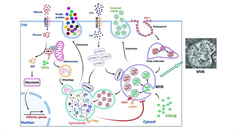 Lysosomes Function