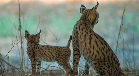 La Senda Del Lince Ib Rico Iberian Wild Track