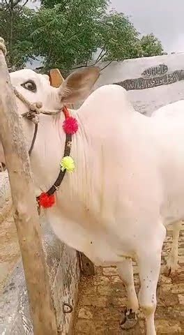 Qurbani Ka Sab Se Khobsorat Janwar Youtube