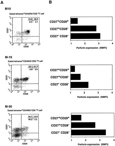 Differentiation Of Human Cd8 T Cells From A Memory To Memory Effector Phenotype1 The Journal