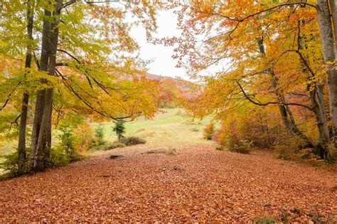 Árvores amareladas e folhas caídas na floresta no final do outono