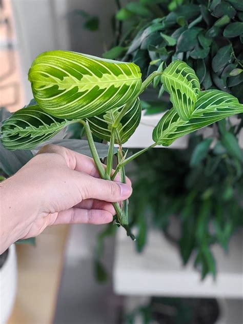 Prayer Plant Propagation And Rooting Maranta Leuconeura From Cuttings