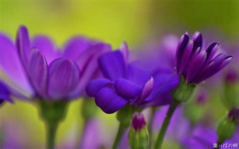 Flores Moradas Fondos De Pantalla Hd Wallpapers Hd