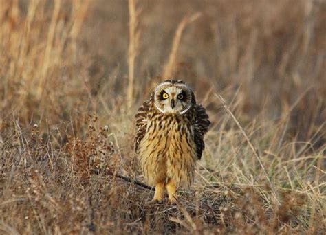 Short-eared Owl - Asio flammeus | Wildlife Journal Junior