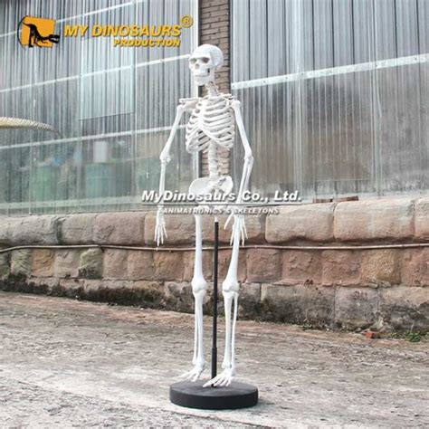 Museum Replica Artificial Human Skeleton For Sale