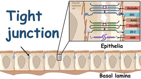 Tight Junction And Its Physiology Youtube