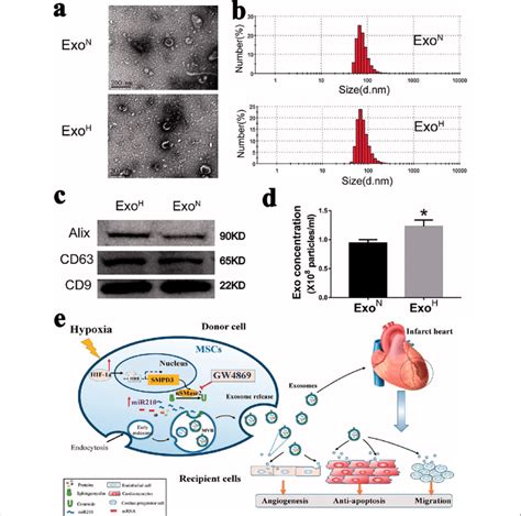 Enhanced Production And Cardiac Repair Capability Of Exosomes Derived