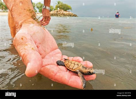 Beijing China 4th Sep 2019 A Hawksbill Sea Turtle Hatched Less Than 10 Hours Ago Is Released