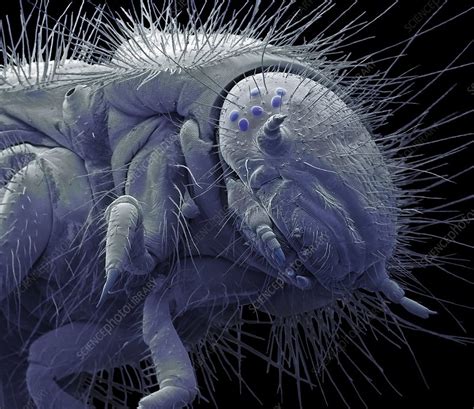 Dermestid Beetle Larva Sem Stock Image C Science Photo