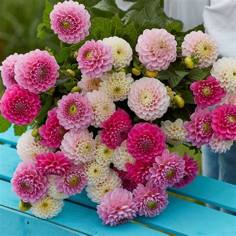 Seasonal Promotions – Eden Brothers