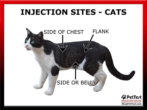 Nashville Pets Craigslist: Avoid These Mistakes Before You Adopt! Image 14