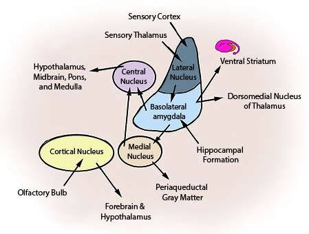 Amygdala's Role in Emotion | Function & Overview - Video & Lesson Transcript | Study.com