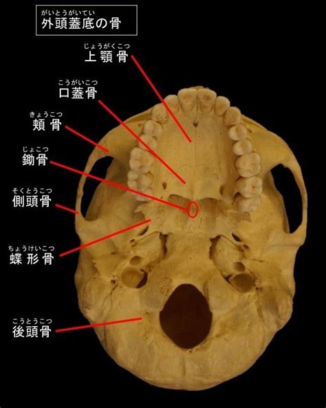 頭蓋骨 外頭蓋底 山羊tのあなとみ