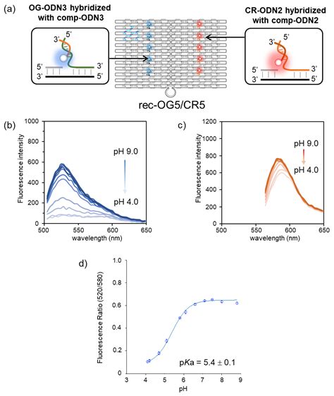 A Ratiometric Fluorescent Probe For Ph Measurement Over A Wide Range Composed Of Three Types Of