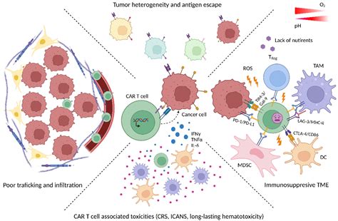 Cancers Free Full Text Role Of Car T Cell Metabolism For