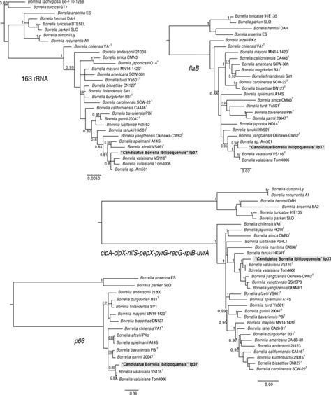 Phylogenies Of Borrelia Spp Inferred Using Bayesian Statistics For The