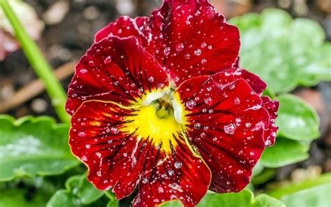 Selective Focus Photography Of Red Petaled Flowers Hd Wallpaper