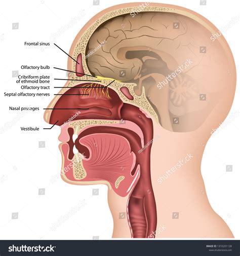 Olfactory Nerve Location Of The First Cranial Vector Image Atelier